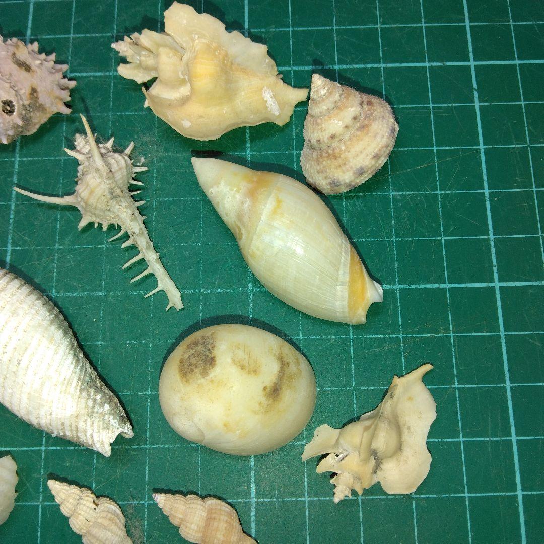 鹿児島産　貝殻化石　巻き貝化石　化石