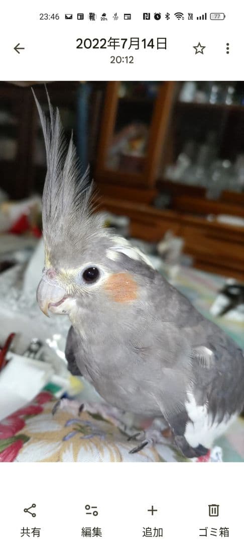 オカメインコ❤確認用です。