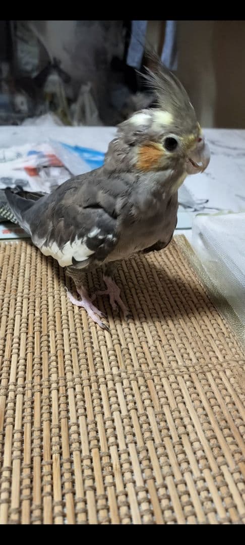 オカメインコ❤確認用です。