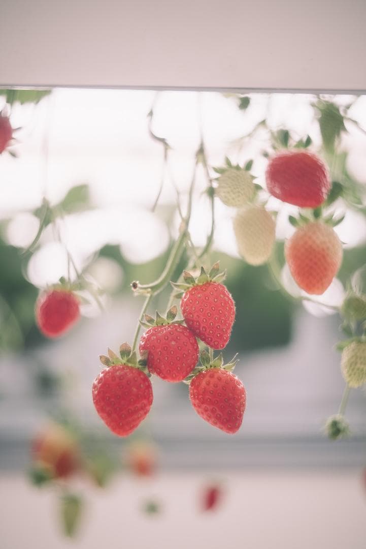 虹のかかる癖玉！Leica Summar 50mm F2 オールドレンズ