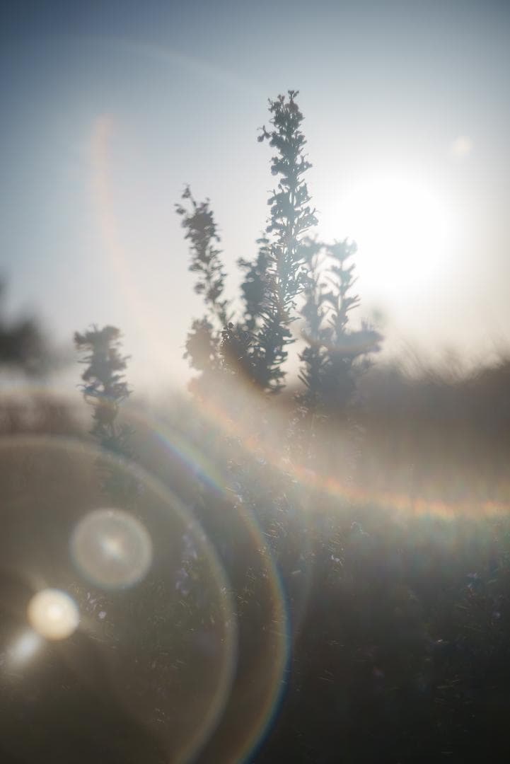 虹のかかる癖玉！Leica Summar 50mm F2 オールドレンズ