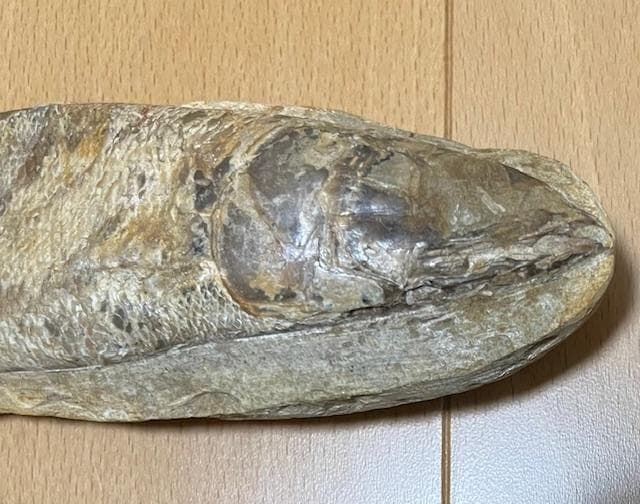 化石　魚　魚類　詳細不明　古代　アンティーク　コレクション