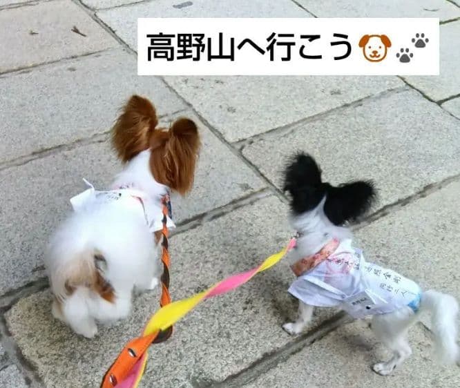 ペット巡礼白衣 Sサイスセット