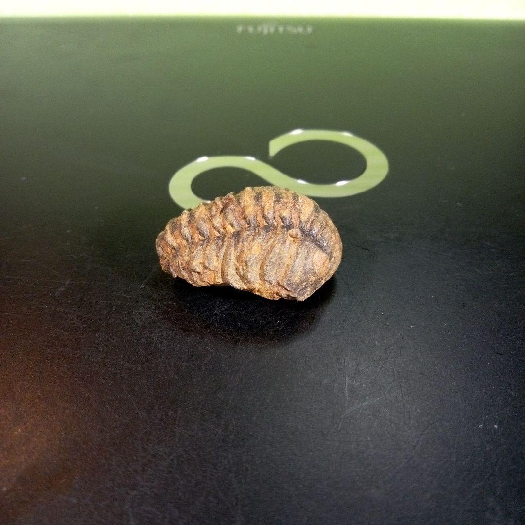 三葉虫　化石　fossil　海　ボリビア産　trilobite　海生動物種別③