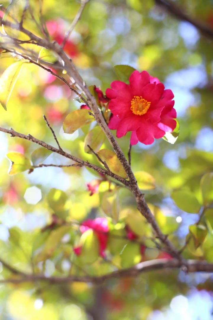 整備済 分解清掃 Nikon AI-S 50mm f1.4