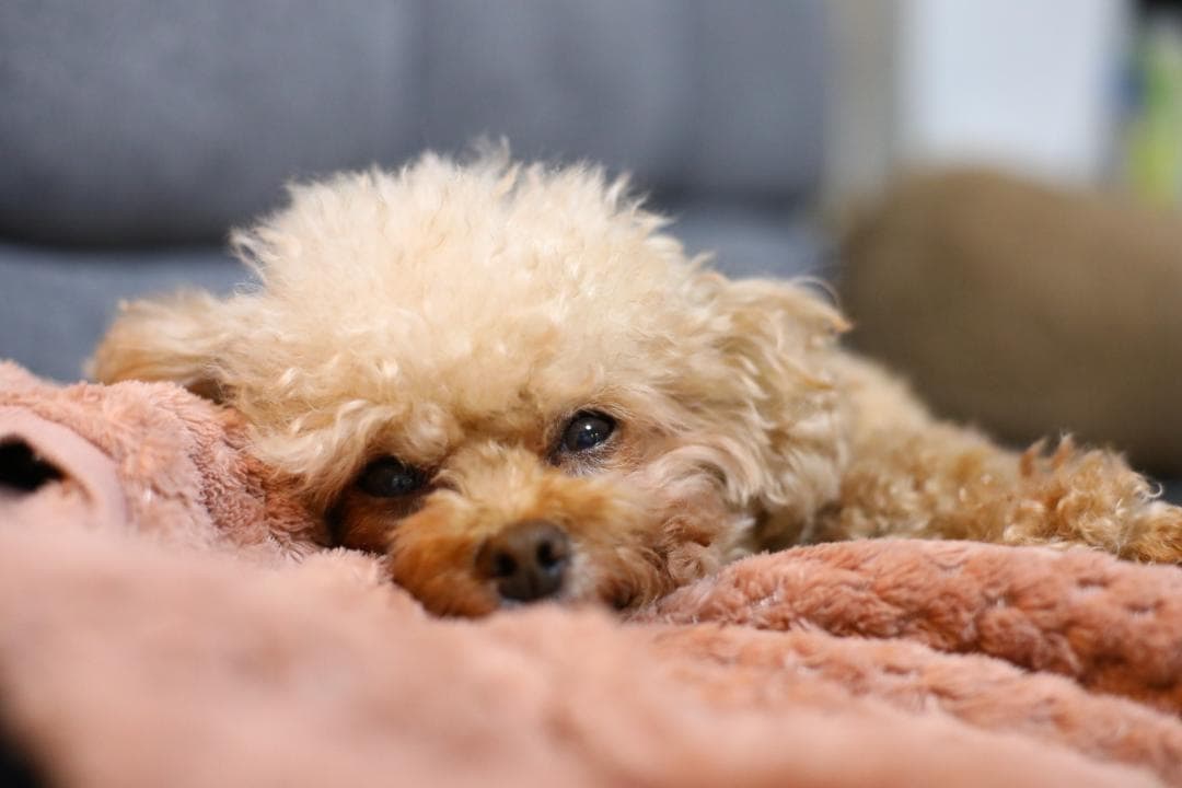 整備済 分解清掃 Nikon AI-S 50mm f1.4