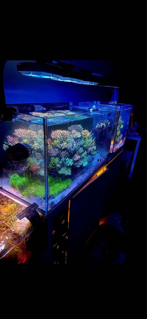 【値下げ】Ecotech Marine MP40QD x2機セット