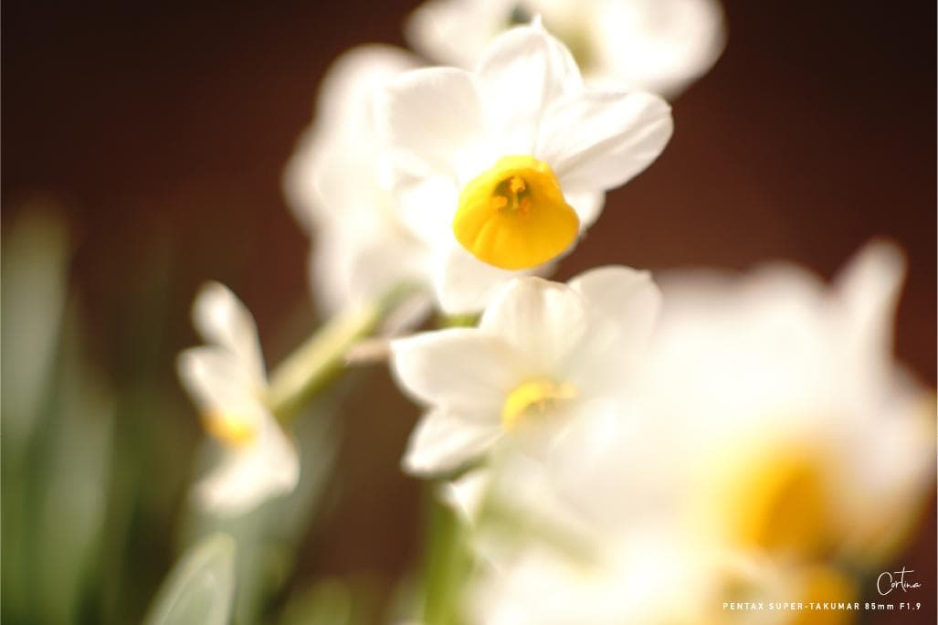 ★銘玉★ PENTAX Super-Takumar 85mm F1.9 M42