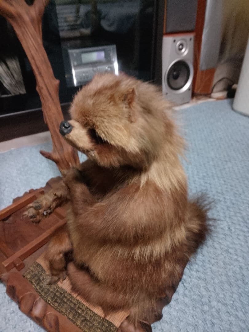 狸　置物　昭和の物