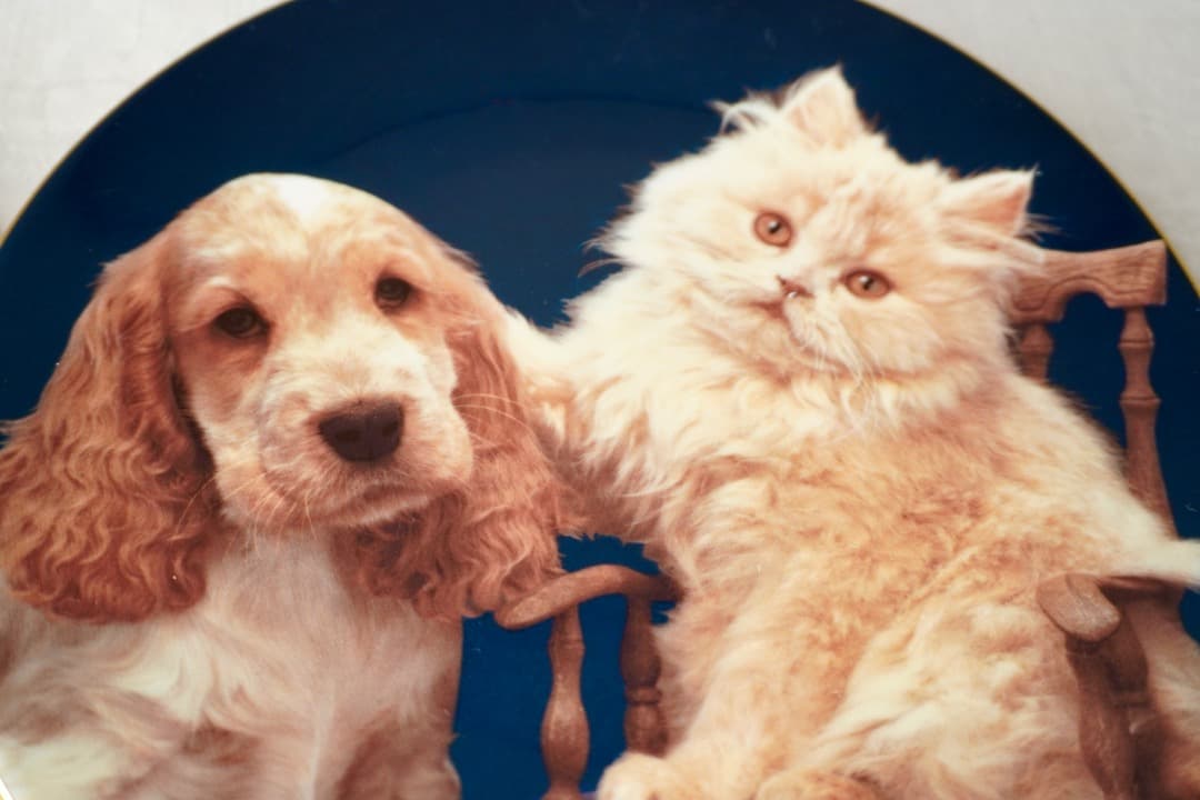 イギリス ヴィンテージ 犬 猫 絵皿 2枚セット コレクションプレート