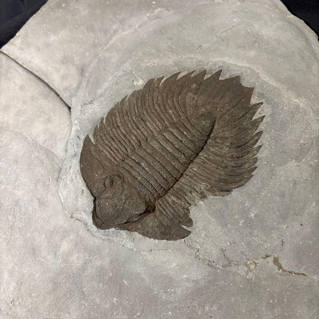 モリブデン　三葉虫化石