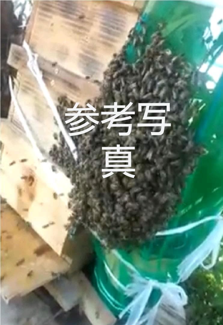 日本蜜蜂巣箱　今年も分蜂に向けて　810