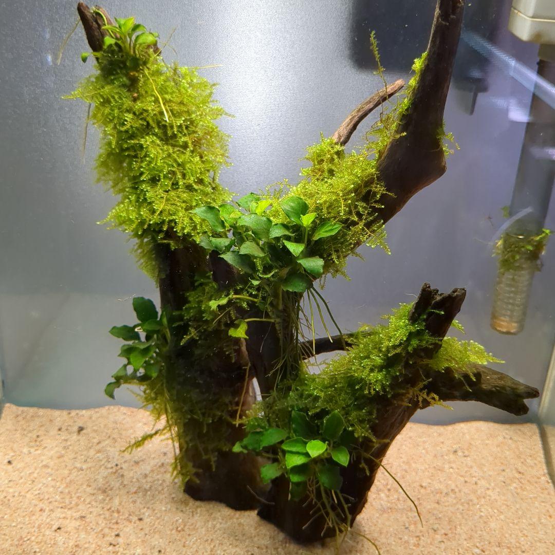 【メルカリ便】良型！南米ウィローモス活着アヌビアスキリンミニ付き流木　25cm