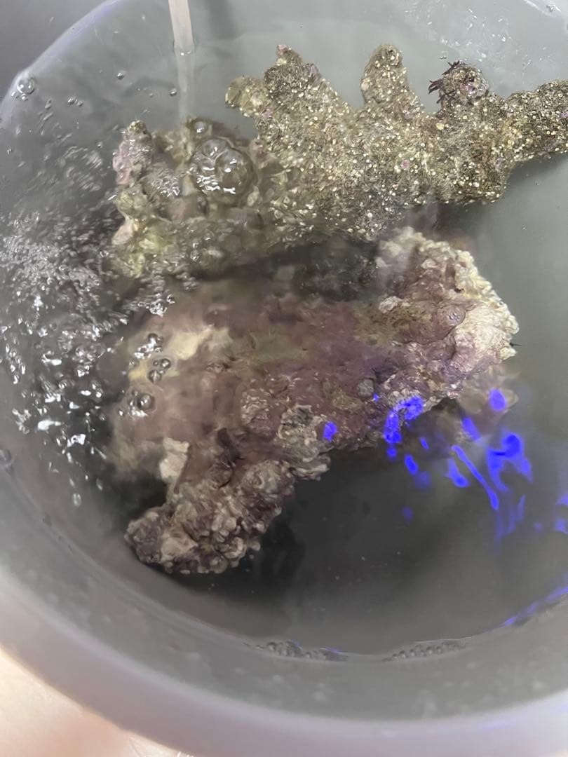 天然ライブロック 4個セット 石灰藻 海水魚用