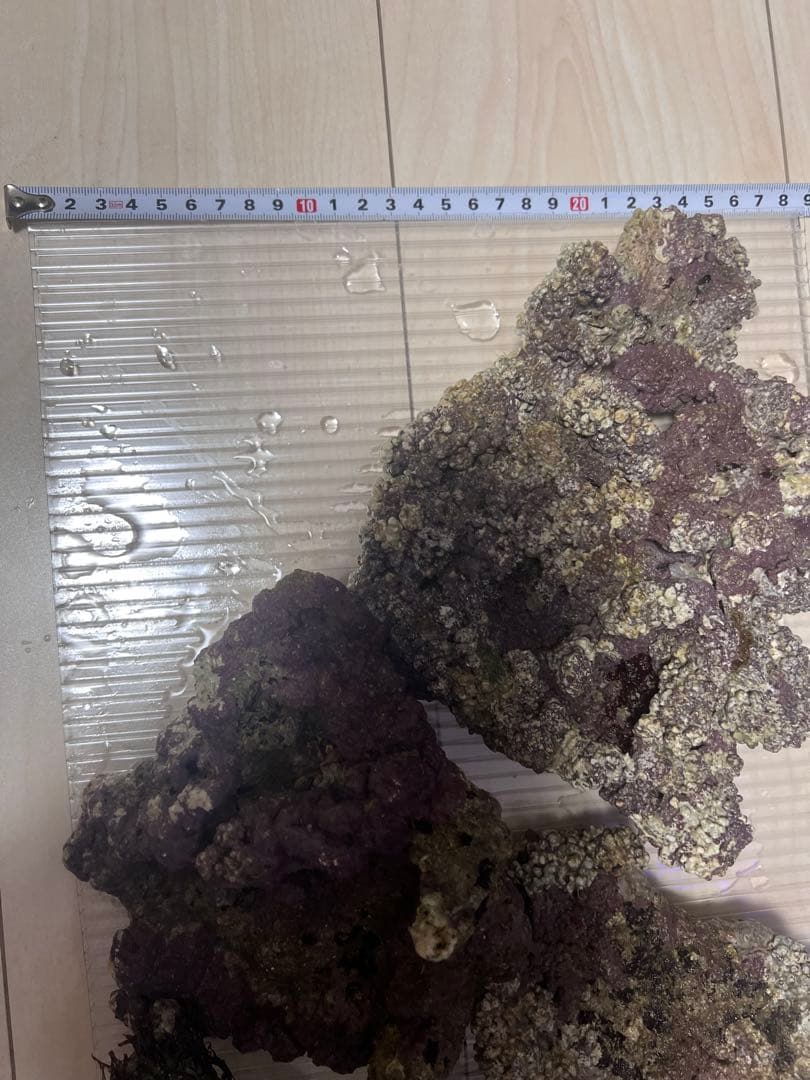 天然ライブロック 4個セット 石灰藻 海水魚用
