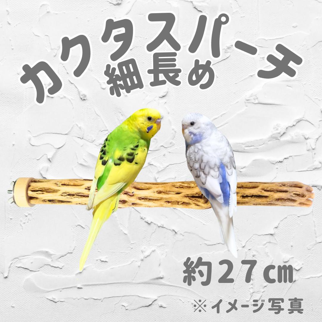 みーちゃん　おまとめ　カクタス パーチ　No.705,No.582