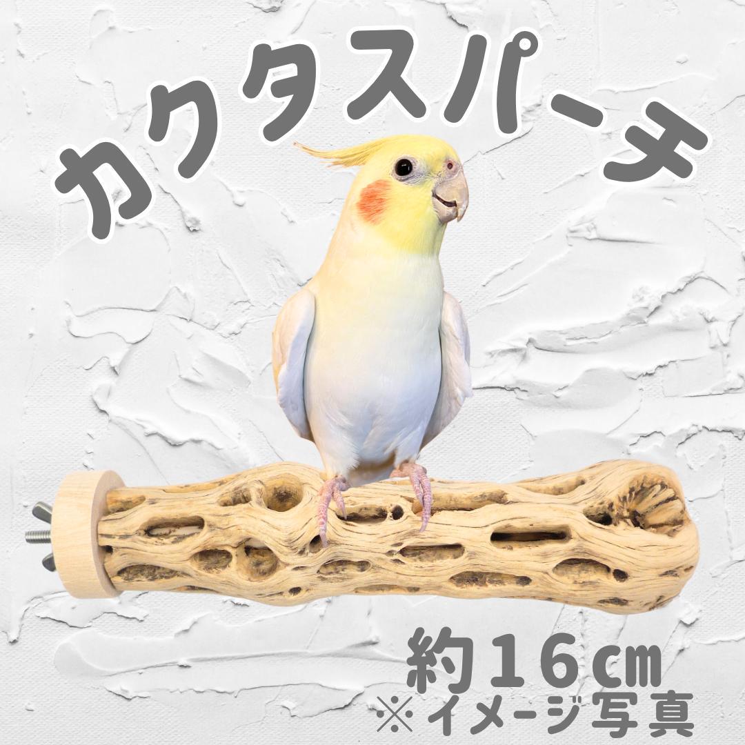 みーちゃん　おまとめ　カクタス パーチ　No.705,No.582