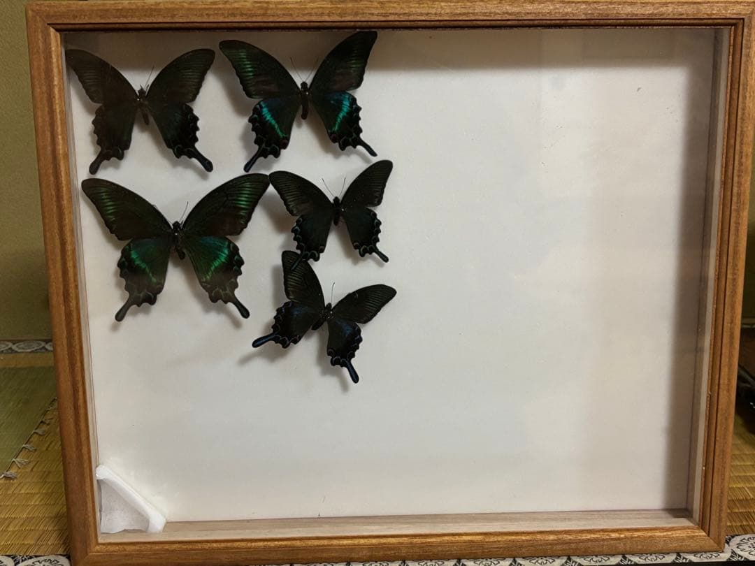 蝶標本 3セット 黒・木製フレーム　ミヤマカラスアゲハ