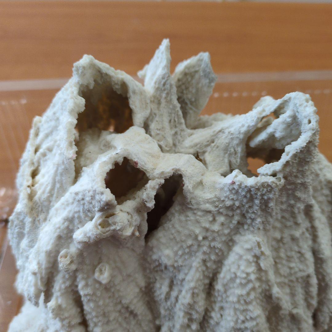 ホワイトサンゴ 約15cm x 10cm 水槽装飾