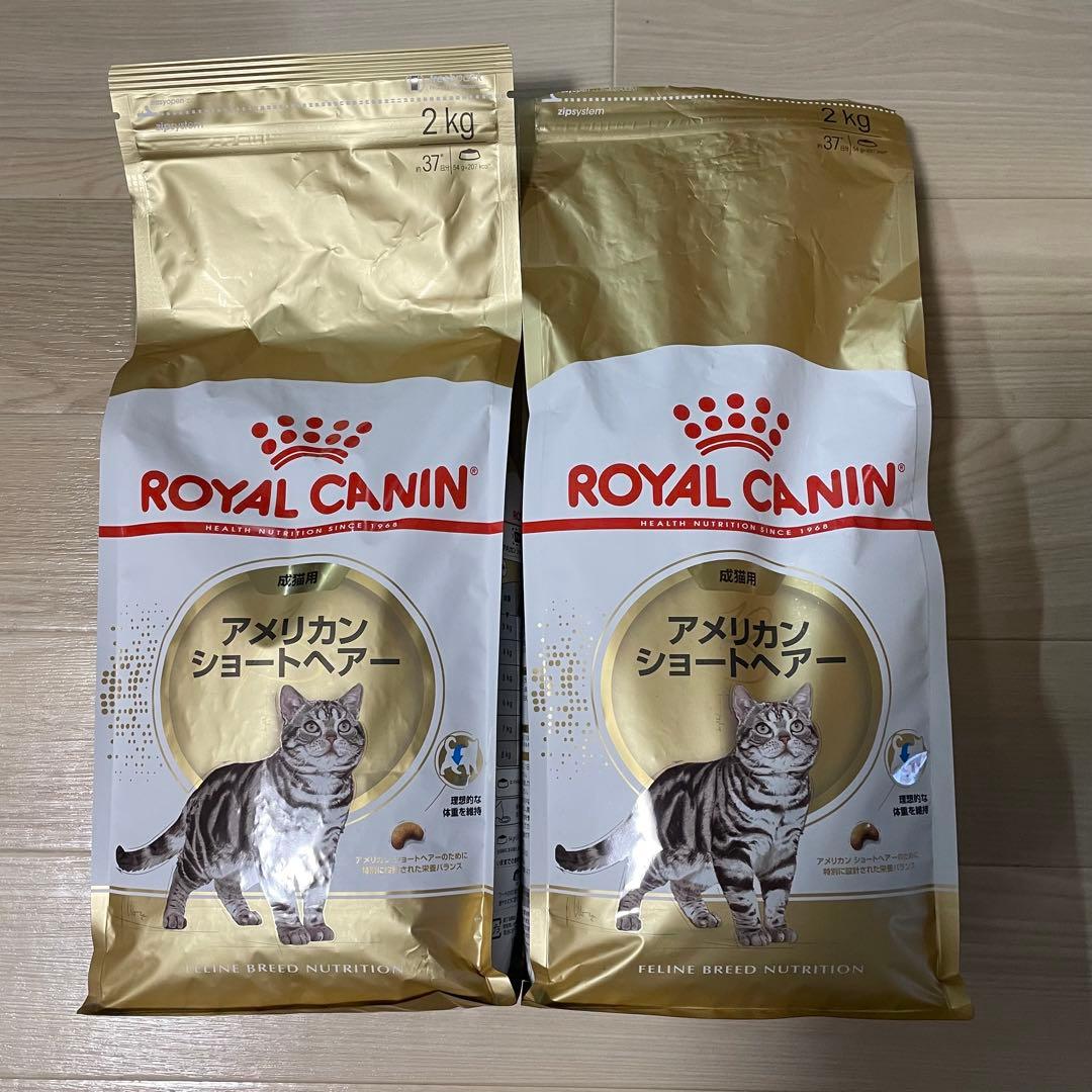  CANIN アメリカンショートヘアー 2kg+1