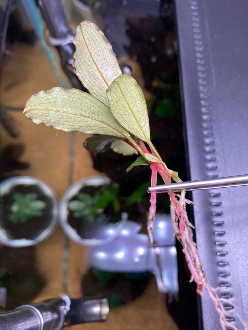 水草 Bucephalandra sp. Serawai1 Kab Sintang