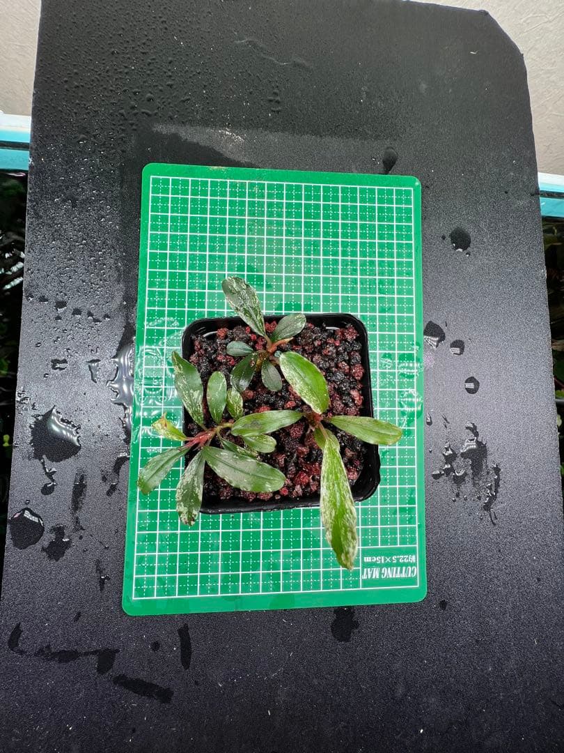 水草 Bucephalandra sp. Varigata