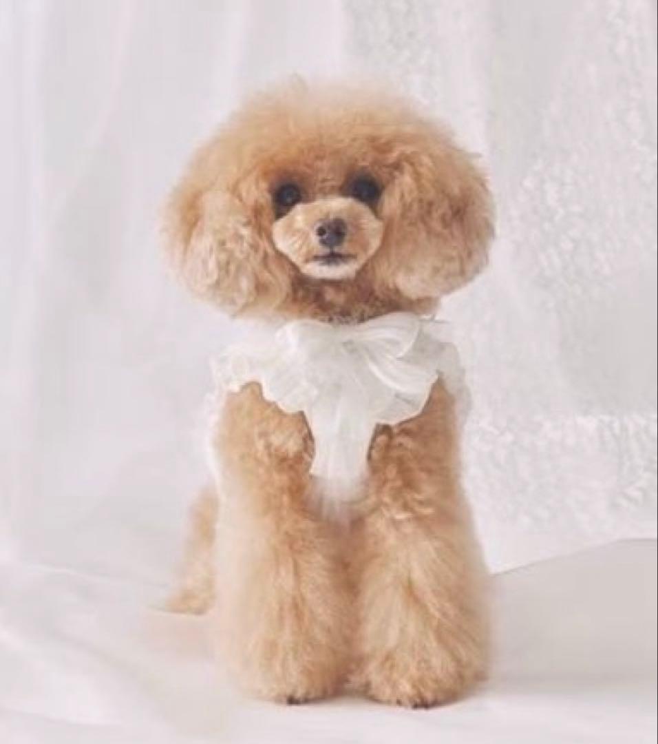 cherircouture フリフリハーネス 白　3S ペットパラダイス