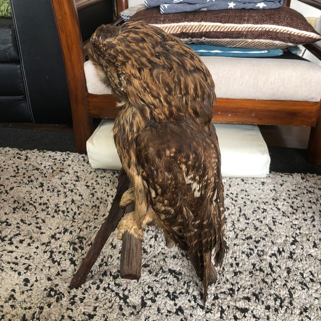 フクロウの剥製