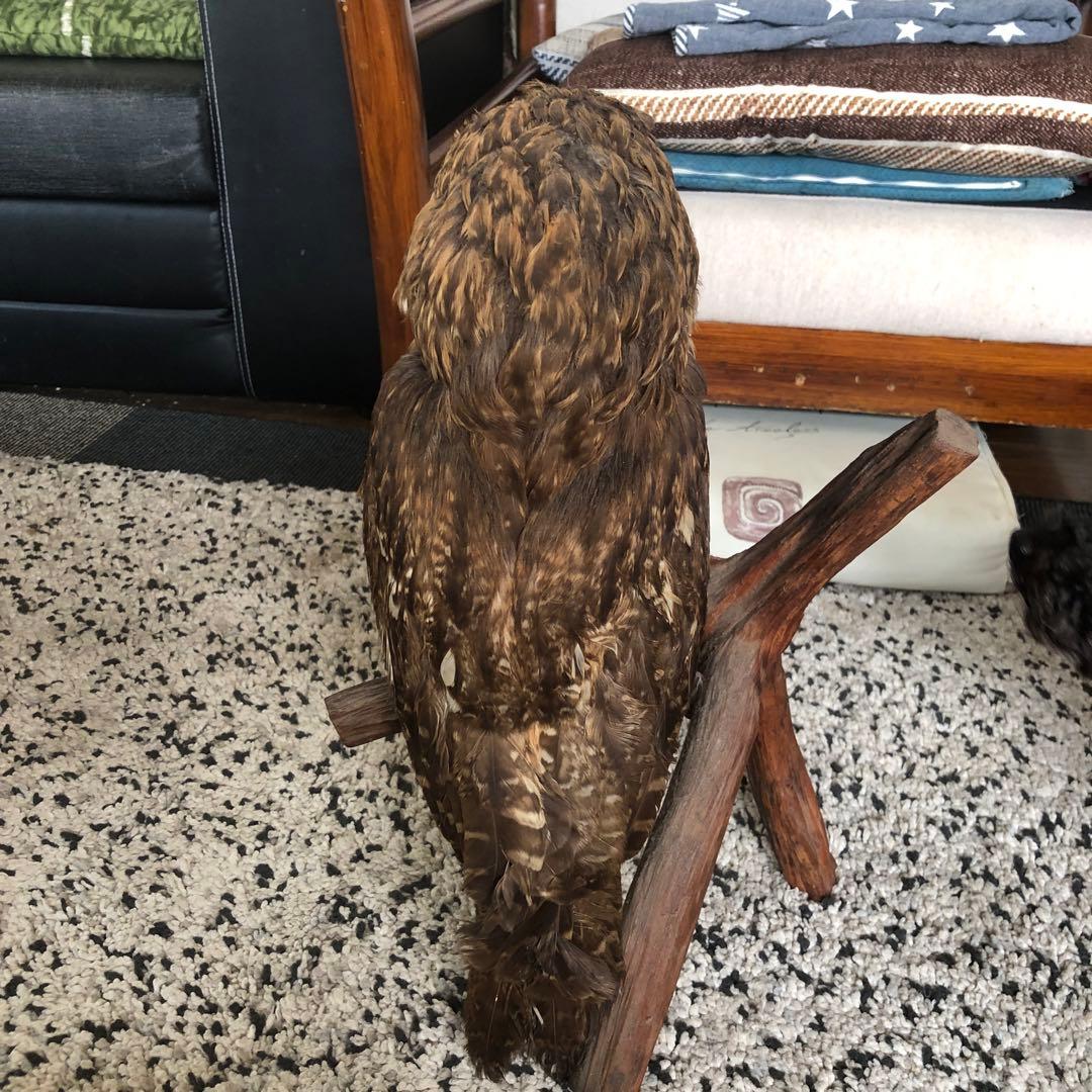 フクロウの剥製