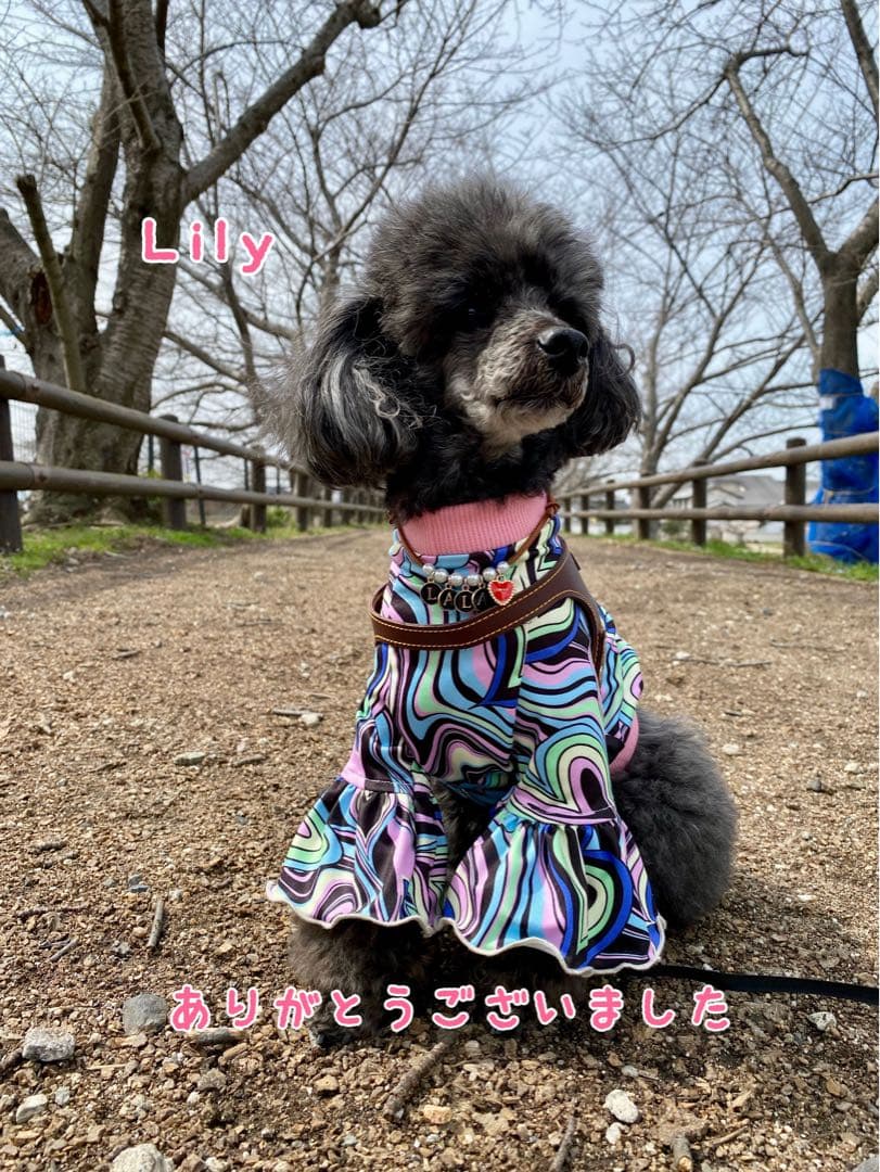 ポッキー  ꒡̈⃝Lily꒡̈⃝犬服ハンドメイド
