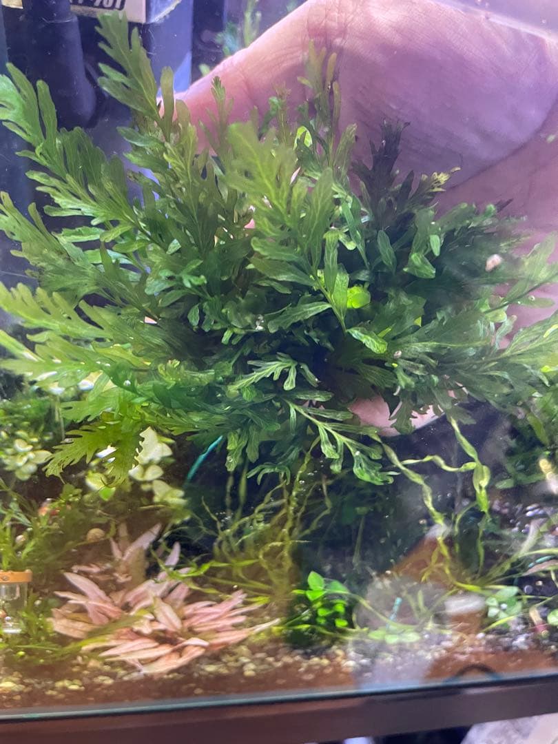ボルビティス ギニア 流木付き