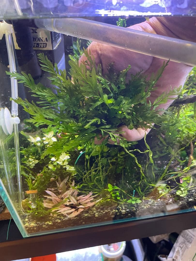 ボルビティス ギニア 流木付き