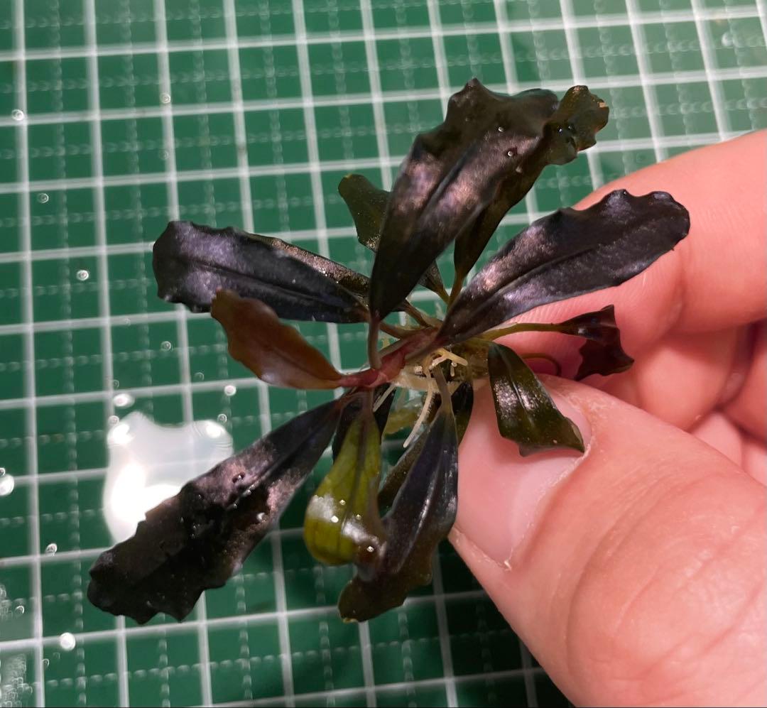 水草 Bucephalandra sp.Ghost kalimantan