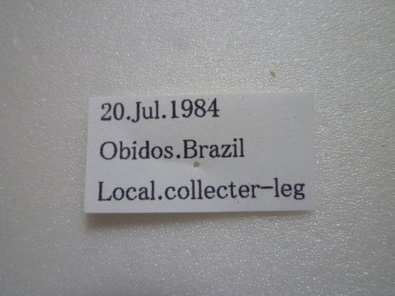 【外国産蝶標本】アグリアス・ナルキッサス♂/ブラジル産/78mm