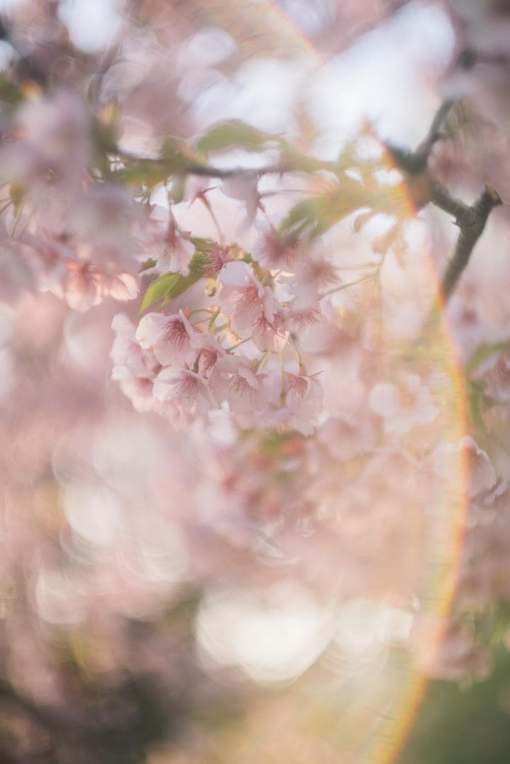 外観美品！虹出る！魅惑のボケ玉！Leica Summarit 50mm f1.5
