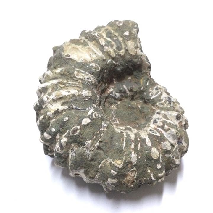【太古の海の記憶】天然石(化石) アンモナイト 原石 ①