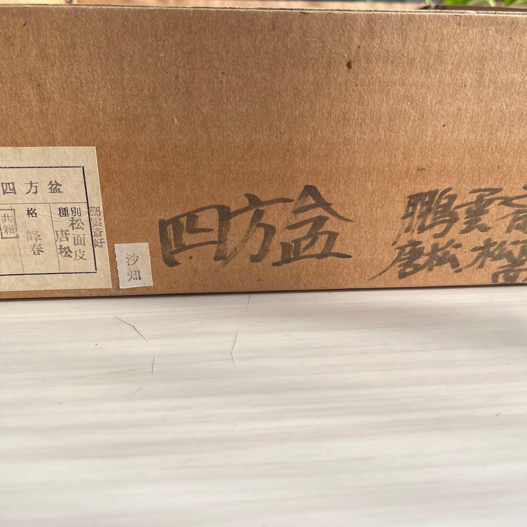 茶道具　面松皮　唐松四方盆　鵬雲斎好写し　峰春作　新品