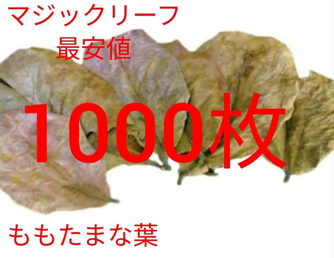 大小様々　無農薬マジックリーフ　天然ももたまな葉　1000　枚