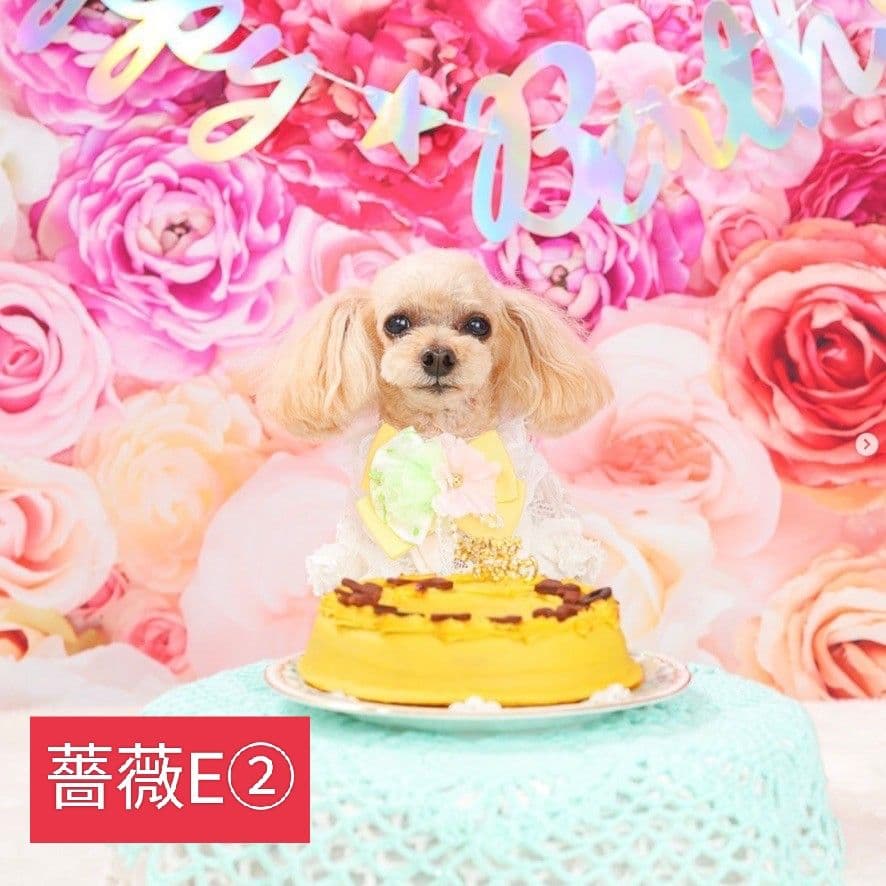 背景布　【　薔薇　H　】　ローズ　サンプル　ドール　ペット　トリミング　撮影用