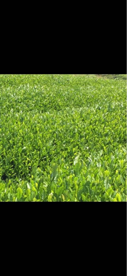 八女茶，(水出し煎茶)5袋(特上煎茶)750円3袋 めめママです。