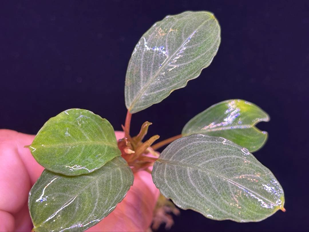 【TB便】Bucephalandra sp.Pearl gray 水上育成株