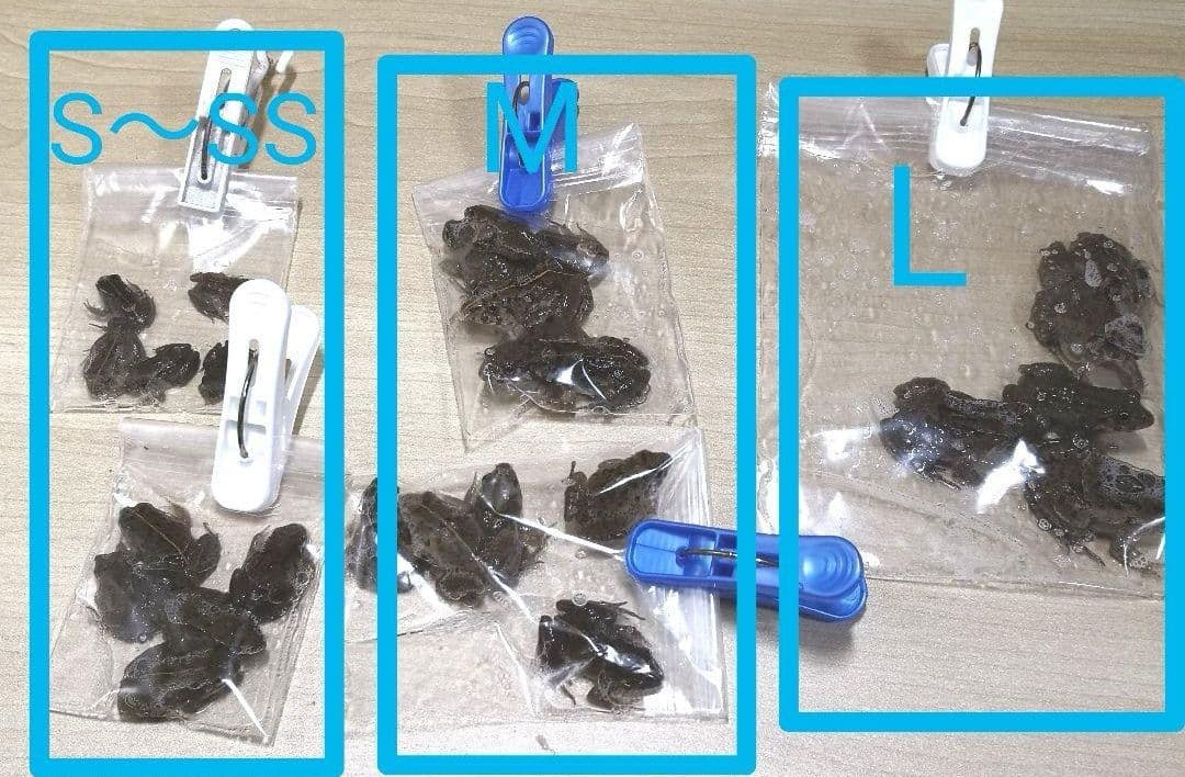160匹【冷凍】M 冷凍カエル ヌマガエル 爬虫類 蛇の餌 ヘビ 餌用カエル