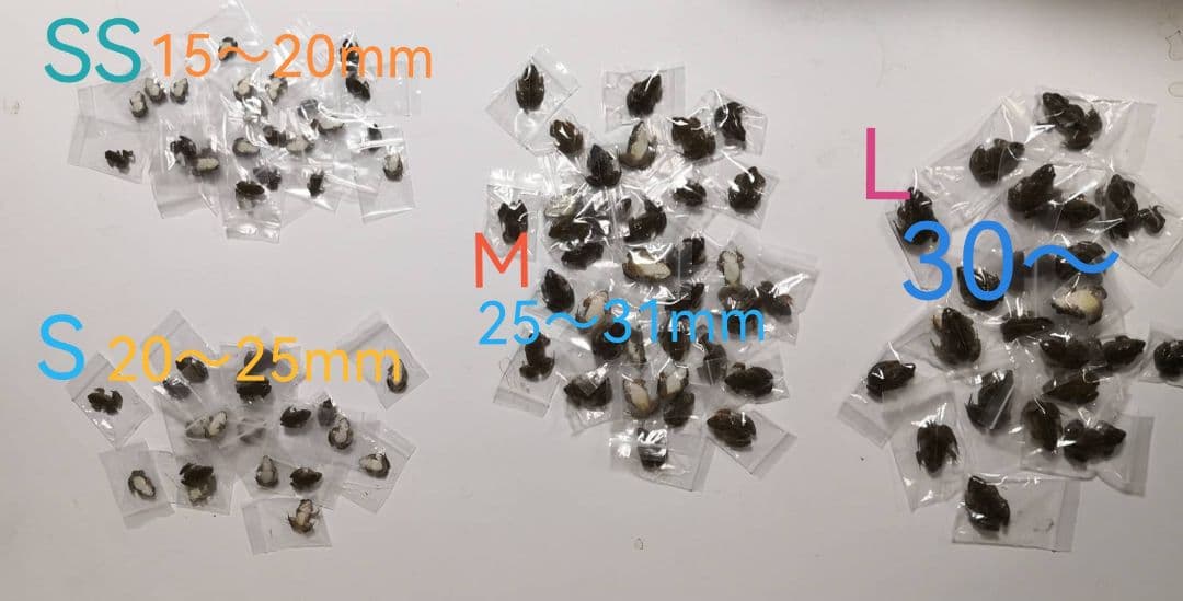 160匹【冷凍】M 冷凍カエル ヌマガエル 爬虫類 蛇の餌 ヘビ 餌用カエル