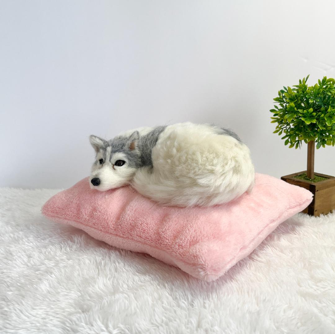 飼い主を見つめるハスキー（ふわふわクッション付き）