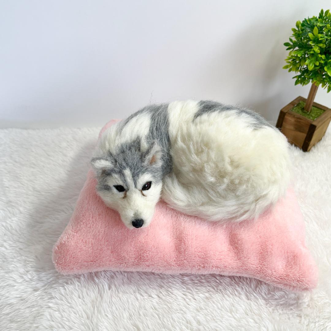 飼い主を見つめるハスキー（ふわふわクッション付き）