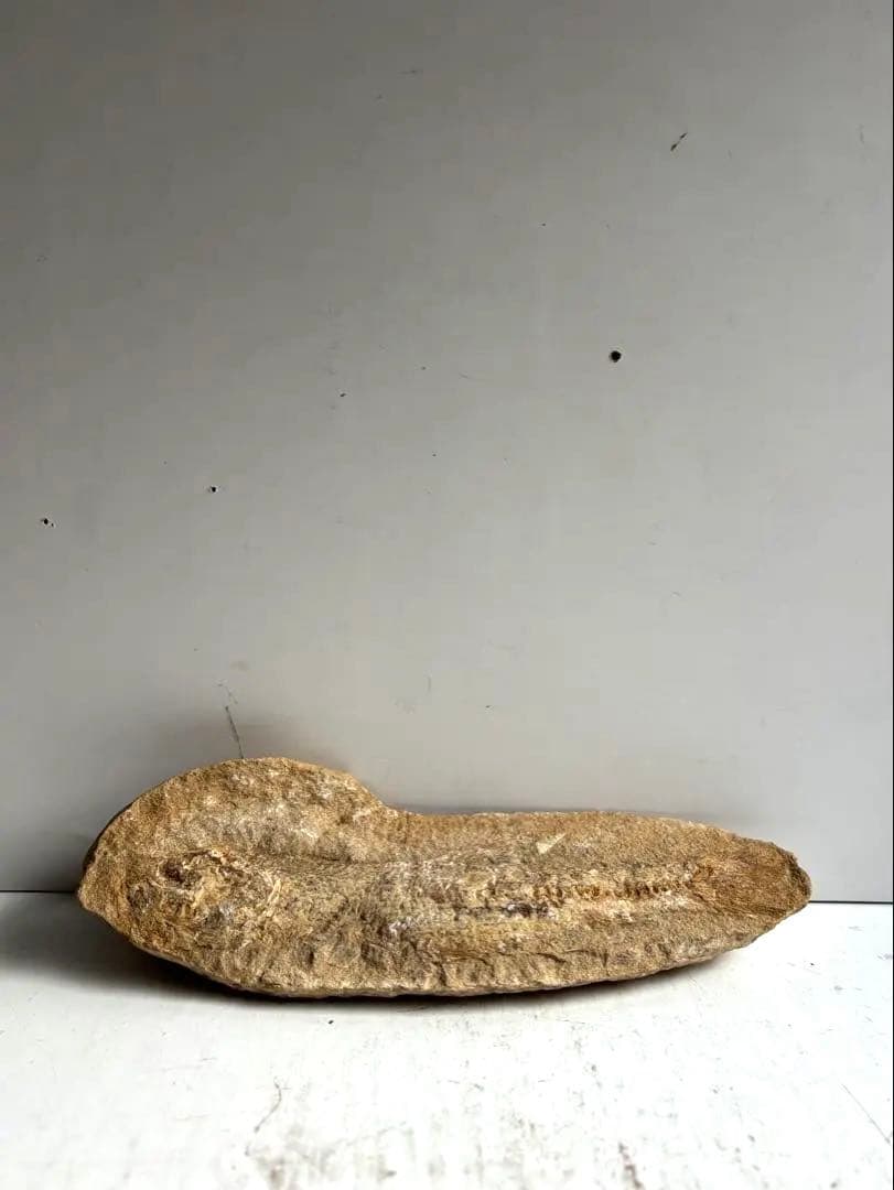 972 化石 白亜紀前期 古代魚 タルリアス・アラピス ブラジル サンタナ層