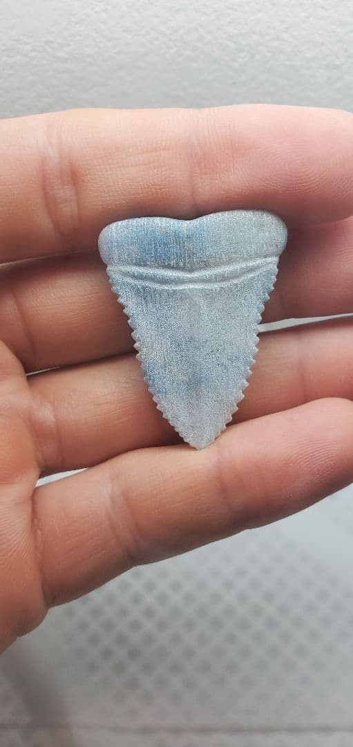 糸魚川翡翠 入りコン沢 サメの歯の化石風 メガロドン？