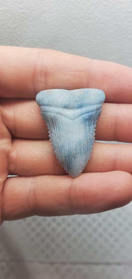 糸魚川翡翠 入りコン沢 サメの歯の化石風 メガロドン？