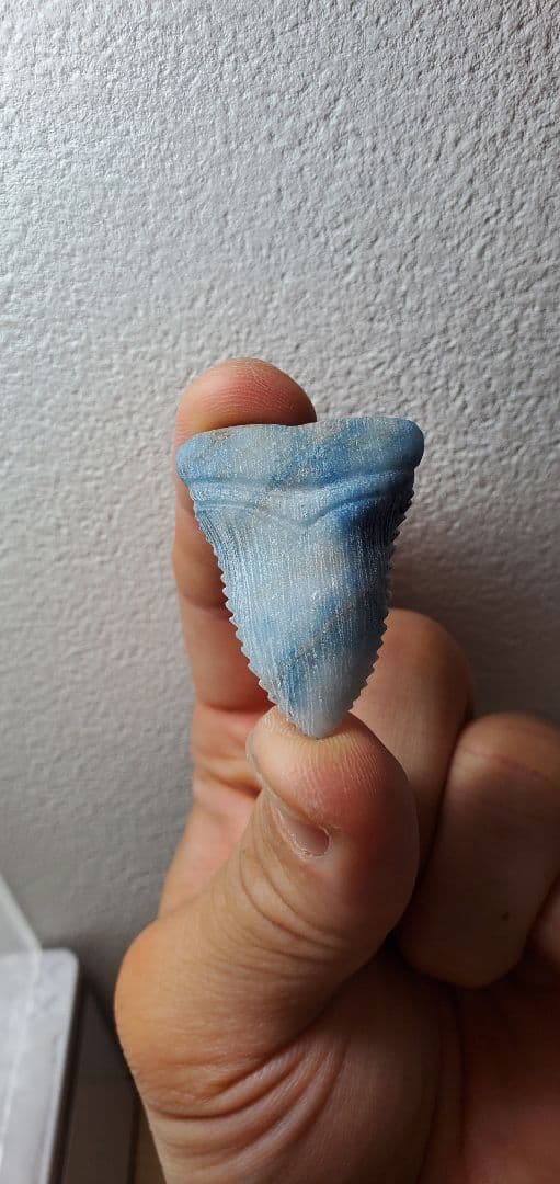 糸魚川翡翠 入りコン沢 サメの歯の化石風 メガロドン？