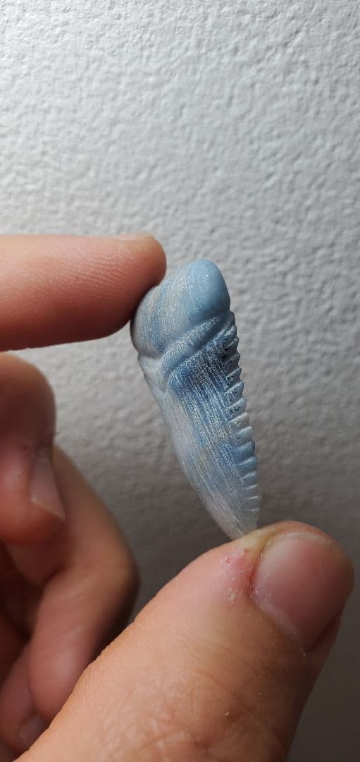 糸魚川翡翠 入りコン沢 サメの歯の化石風 メガロドン？